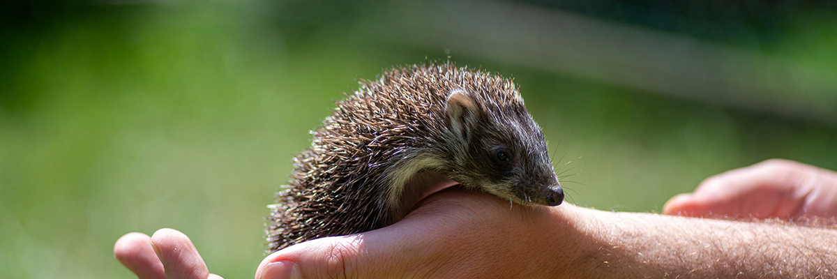 IGEL Leistungen